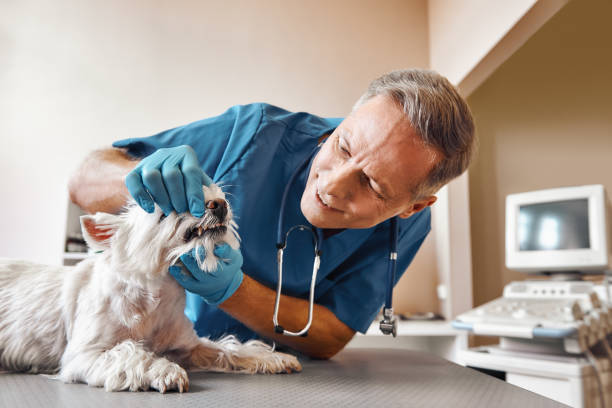 Best Root Canal Emergency Dentist  in Ensley, FL